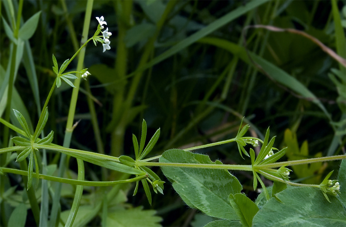 Изображение особи Galium uliginosum.