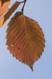Ulmus laevis