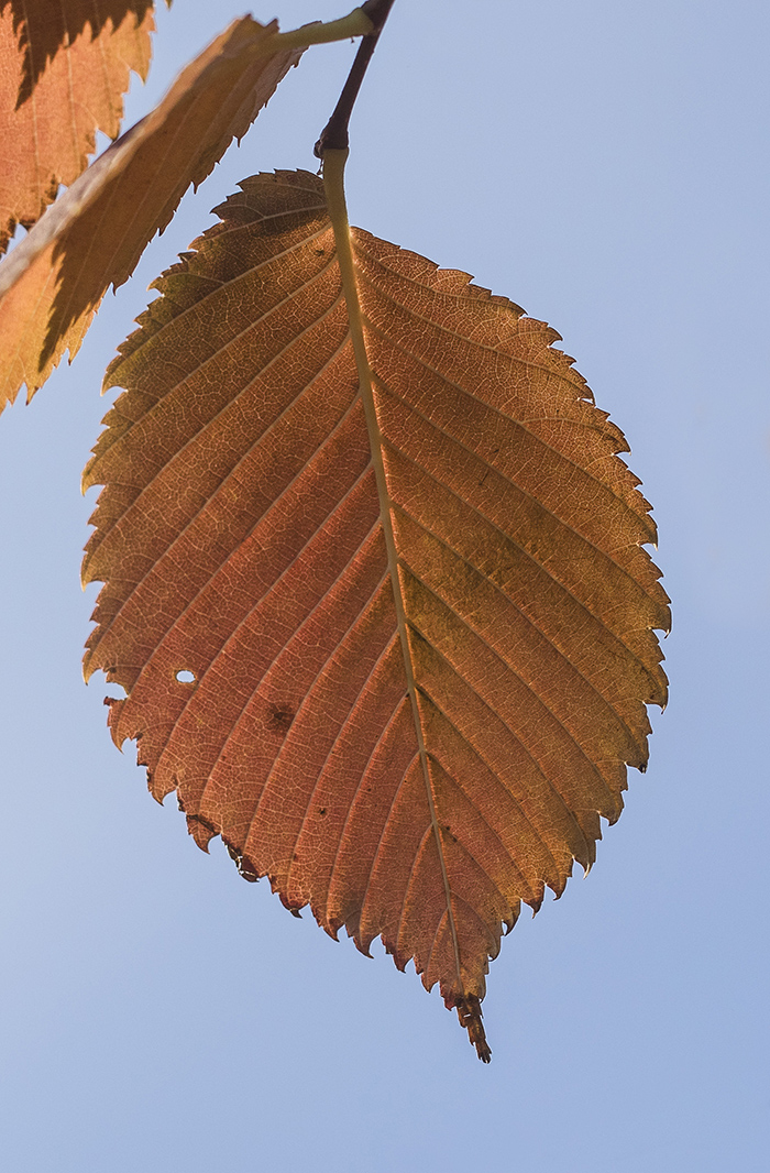 Image of Ulmus laevis specimen.