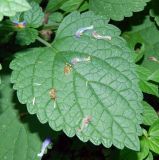 Scutellaria altissima