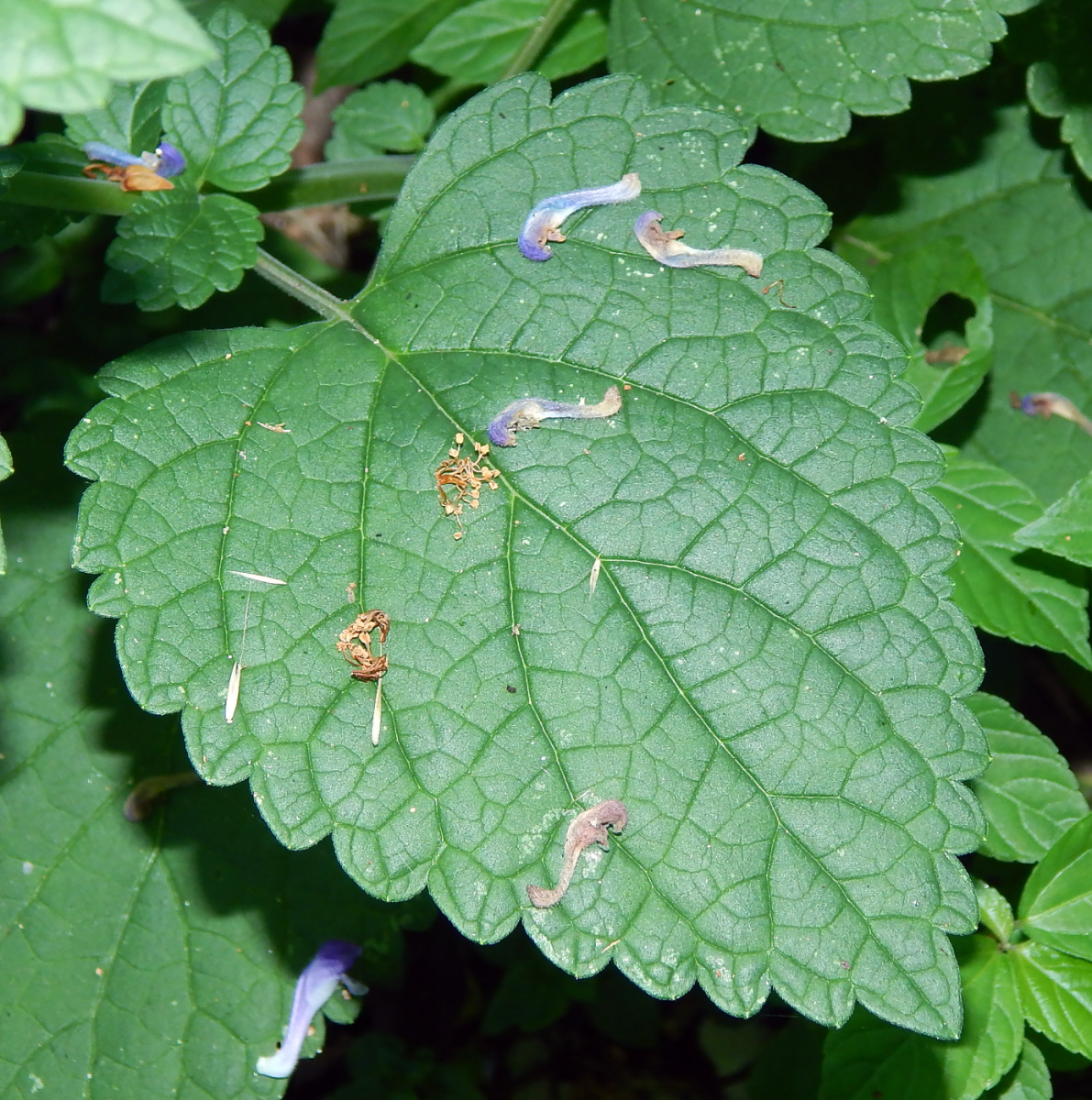 Image of Scutellaria altissima specimen.