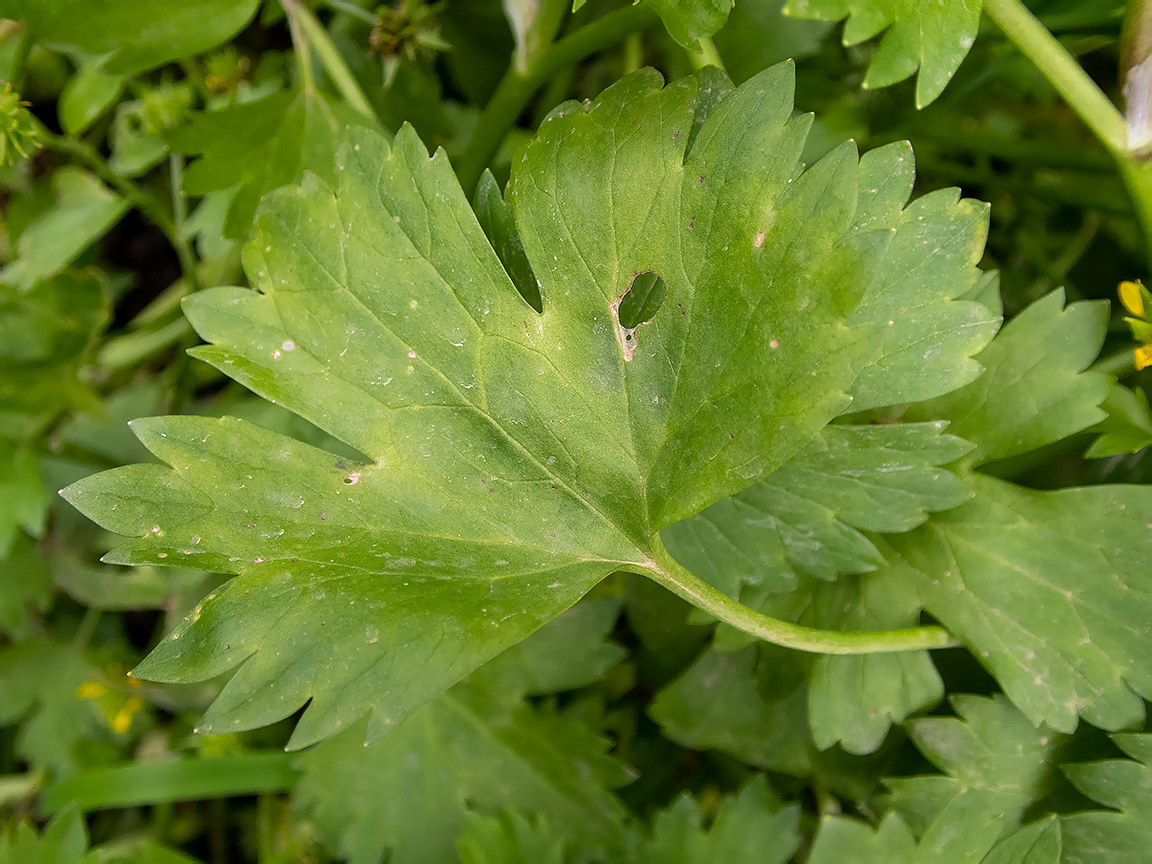 Image of Ranunculus muricatus specimen.