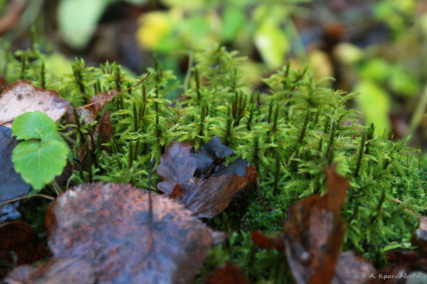 Изображение особи Climacium dendroides.