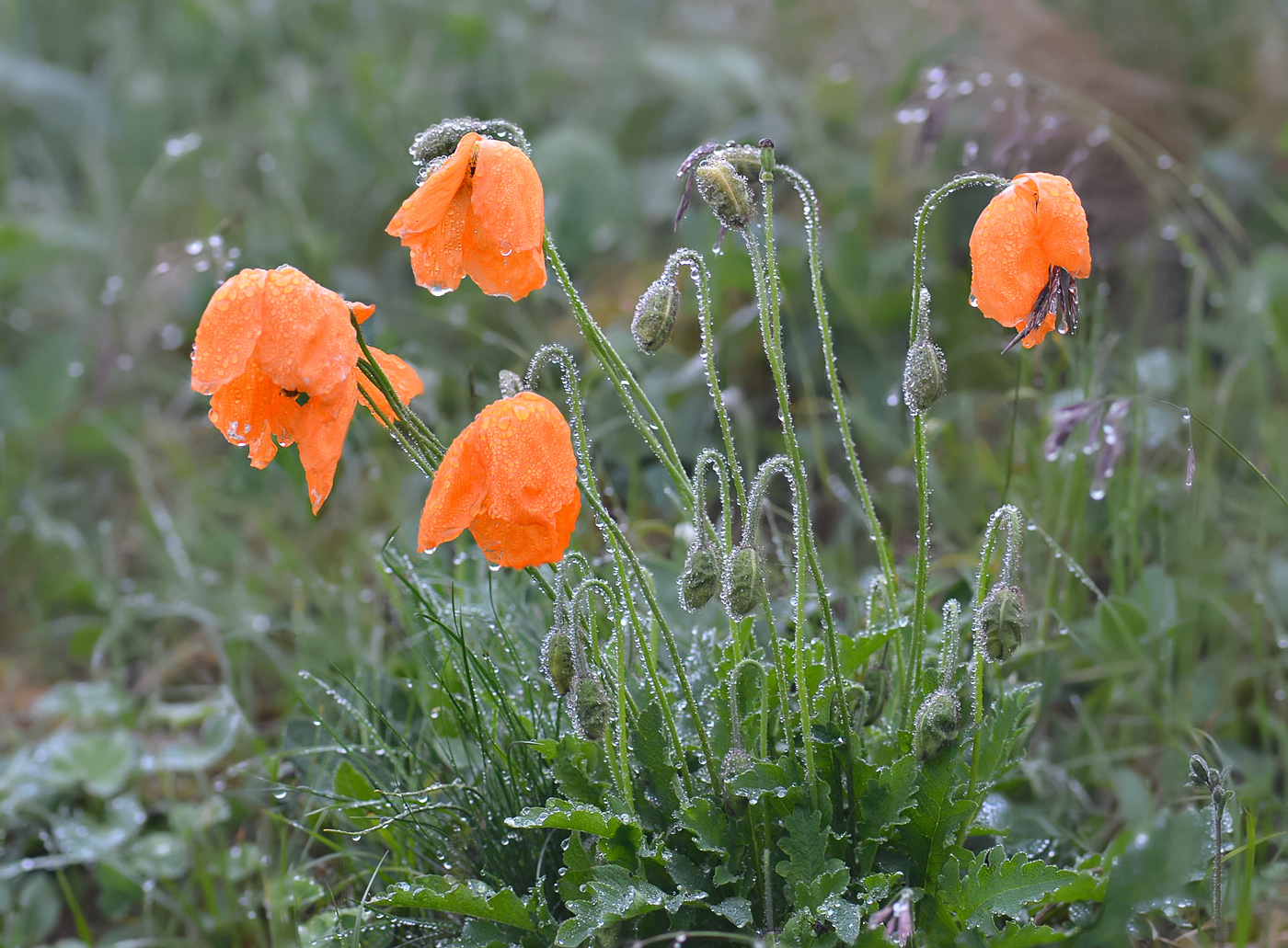 Изображение особи Papaver oreophilum.