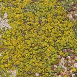 genus Candelariella. Таллом с апотециями. Ростовская обл., г. Таганрог, в сквере на бетоне. 09.12.2021.