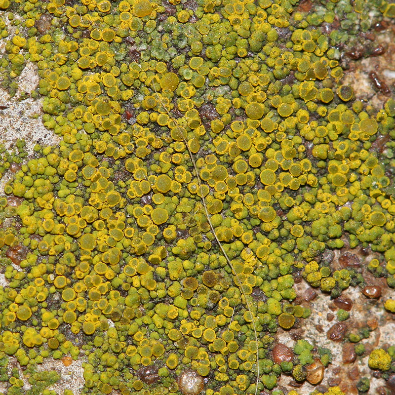 Image of genus Candelariella specimen.