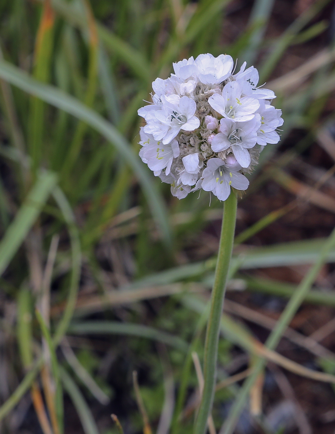 Image of Armeria maritima specimen.