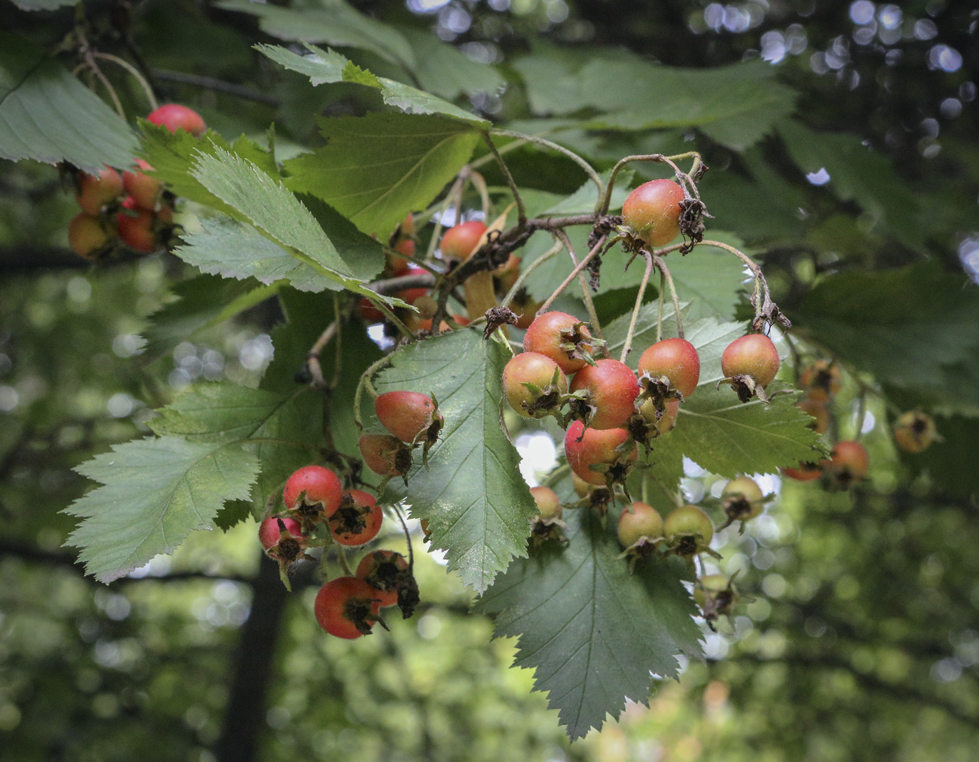 Изображение особи Crataegus chlorosarca.