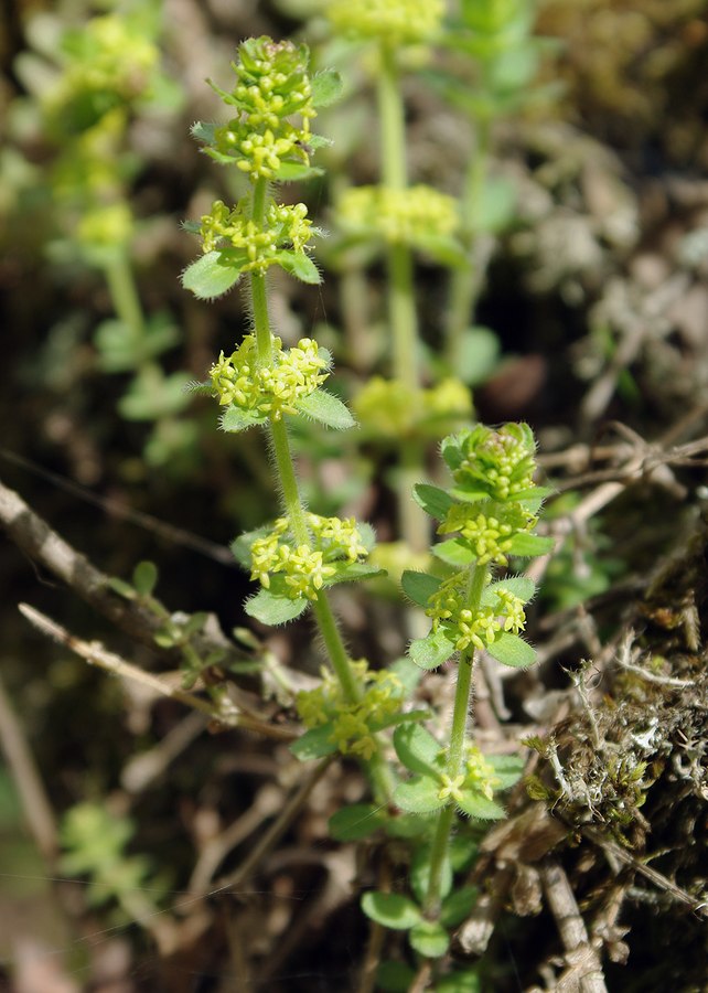 Image of Cruciata laevipes specimen.