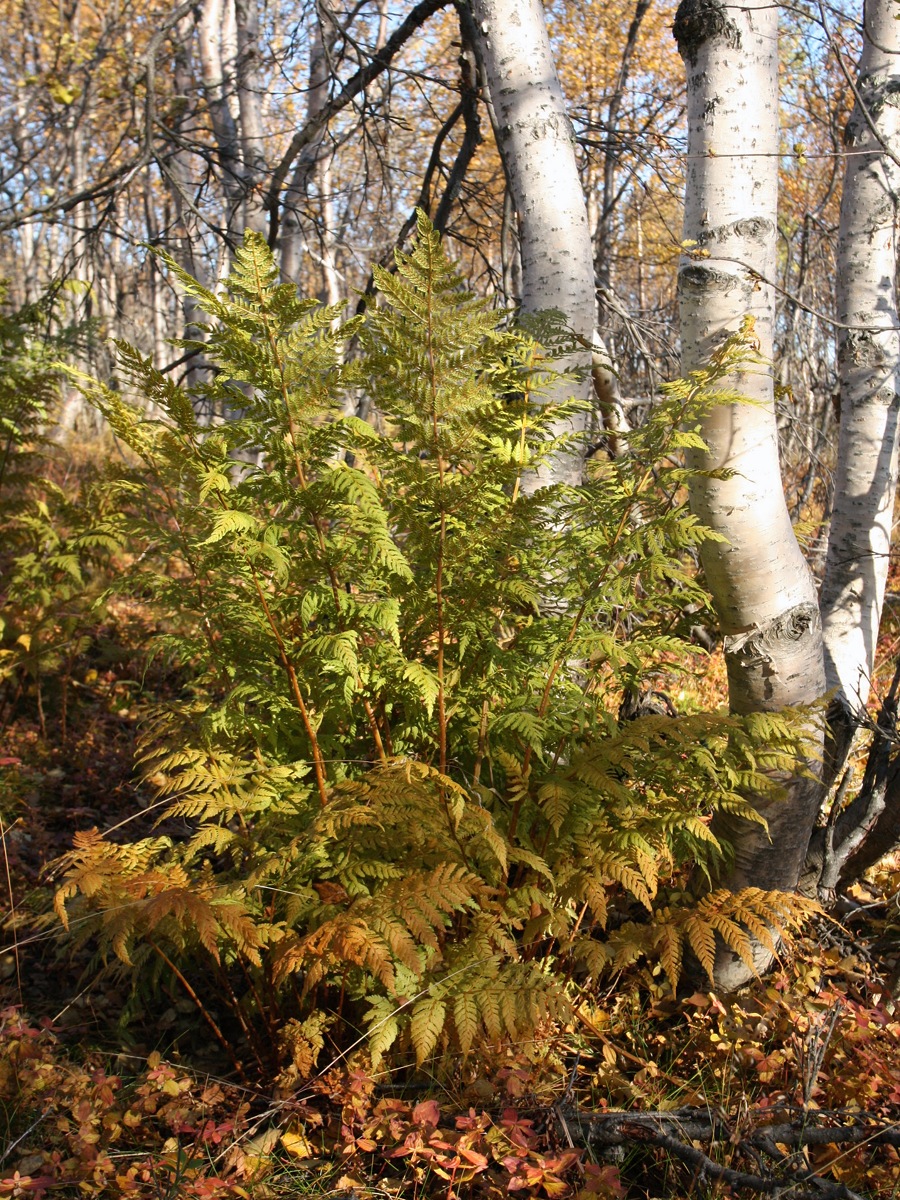 Image of Dryopteris assimilis specimen.