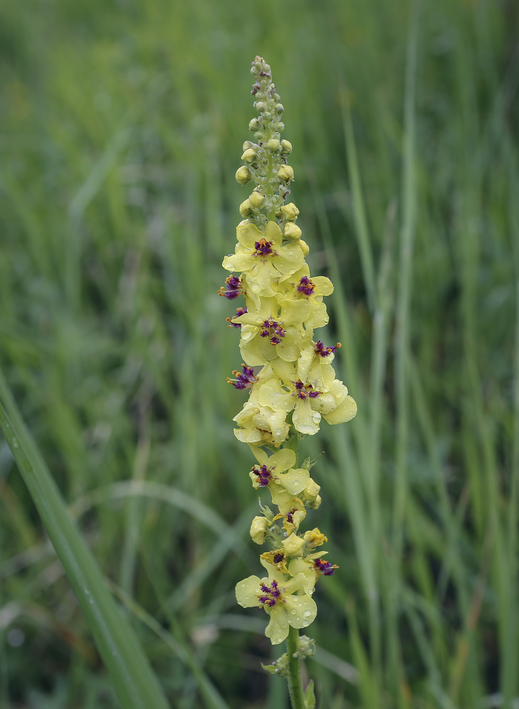 Изображение особи Verbascum nigrum.