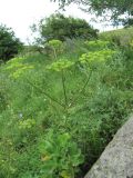 Heracleum sibiricum