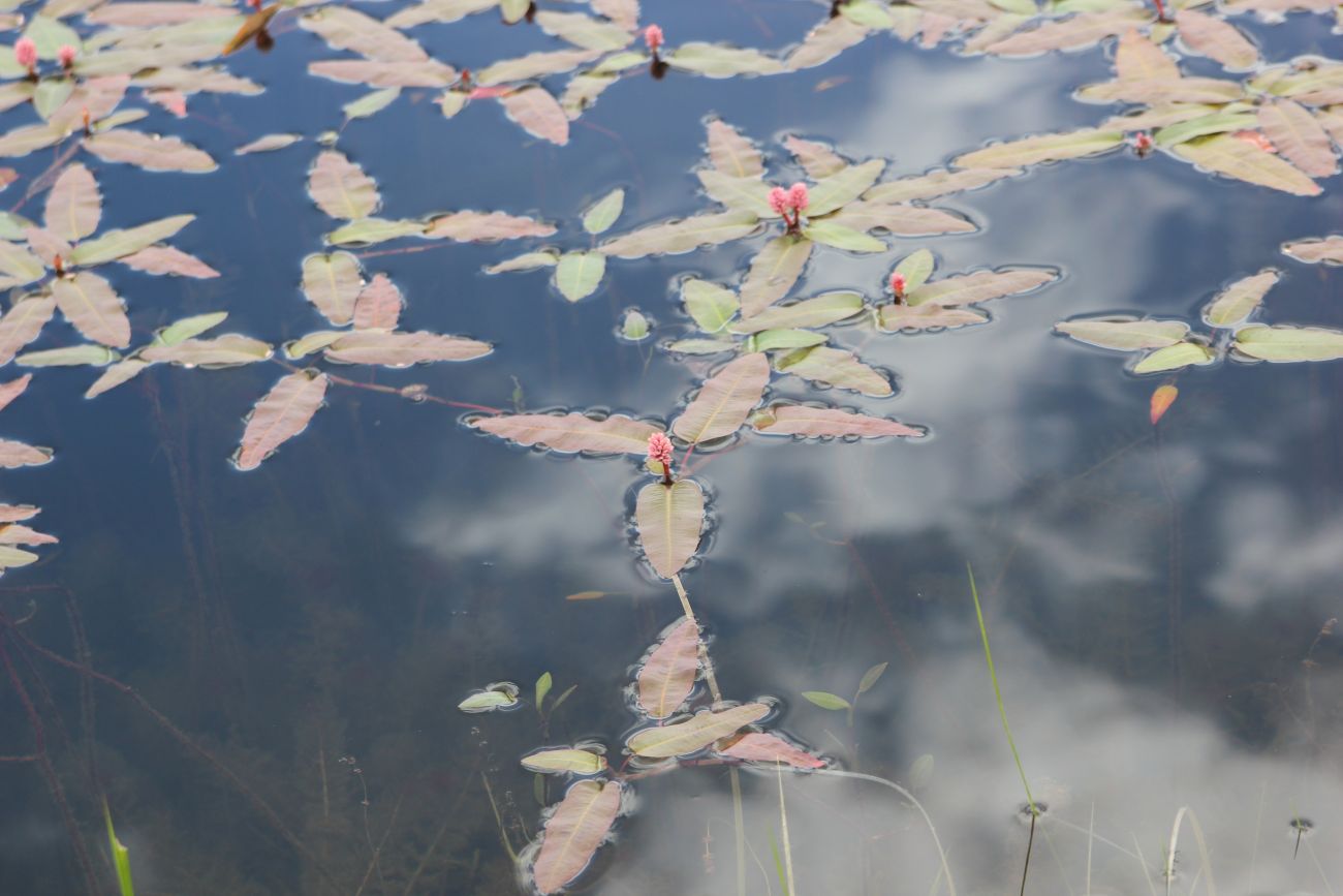 Изображение особи Persicaria amphibia.