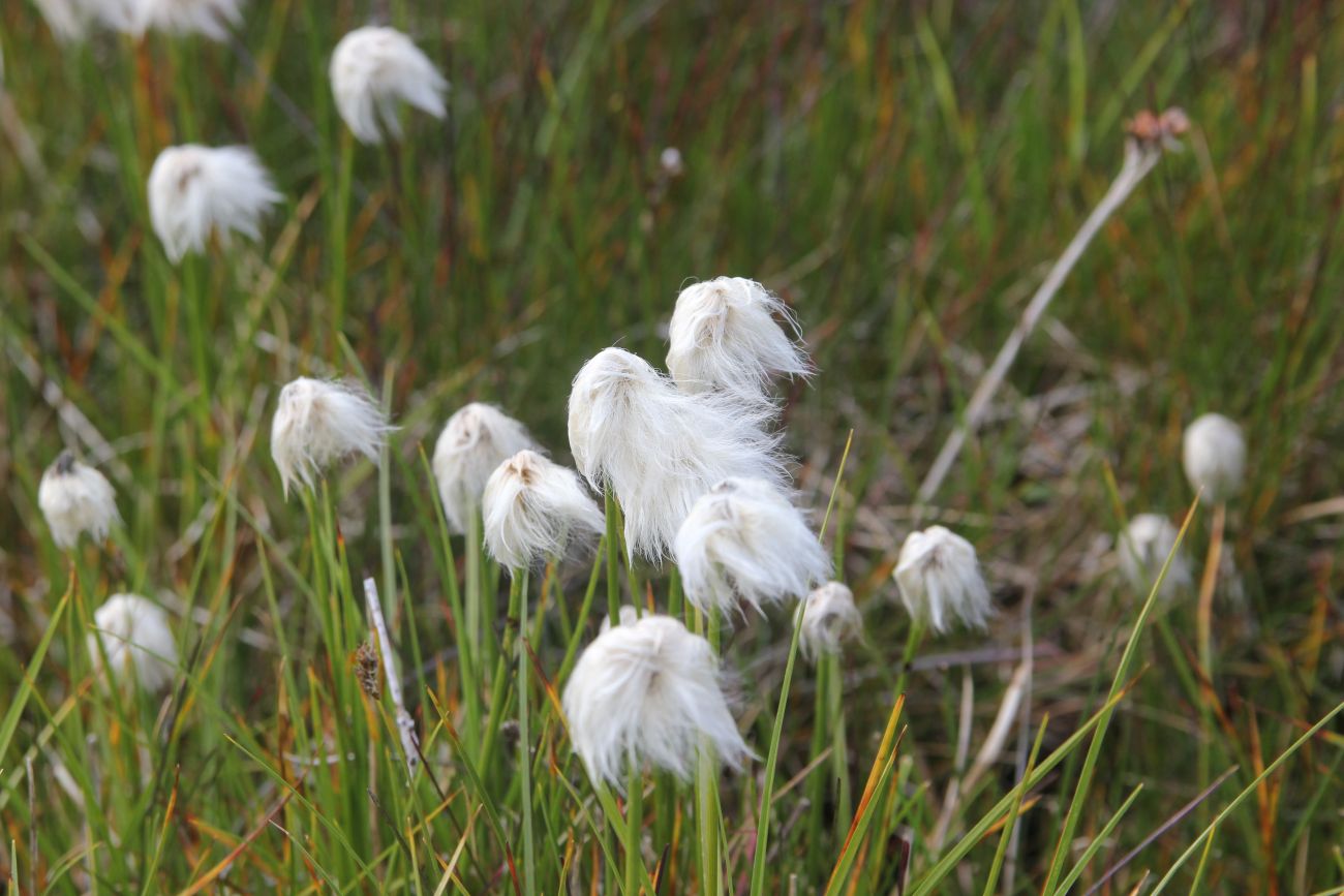 Image of genus Eriophorum specimen.