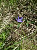 Vinca herbacea