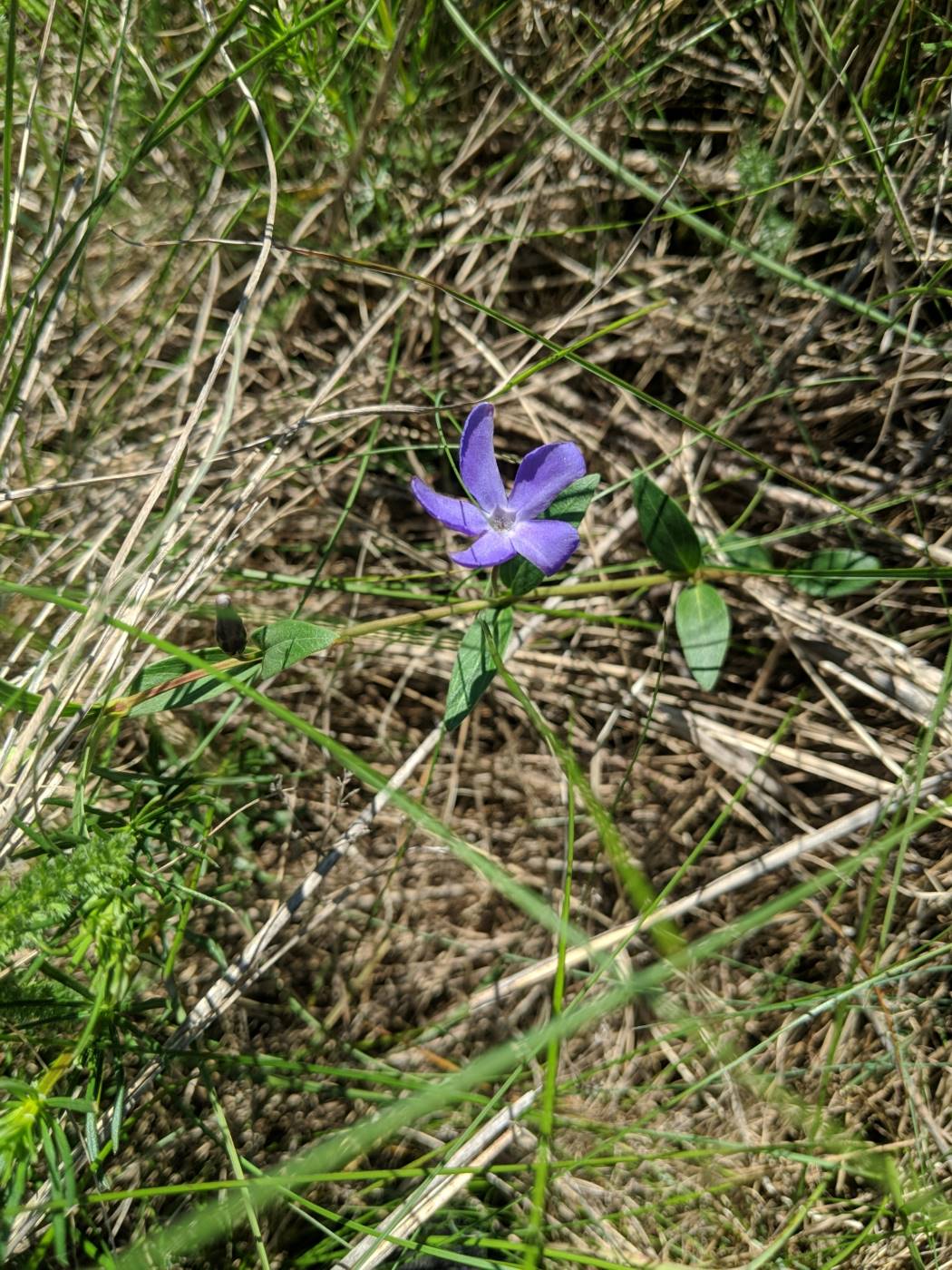 Изображение особи Vinca herbacea.