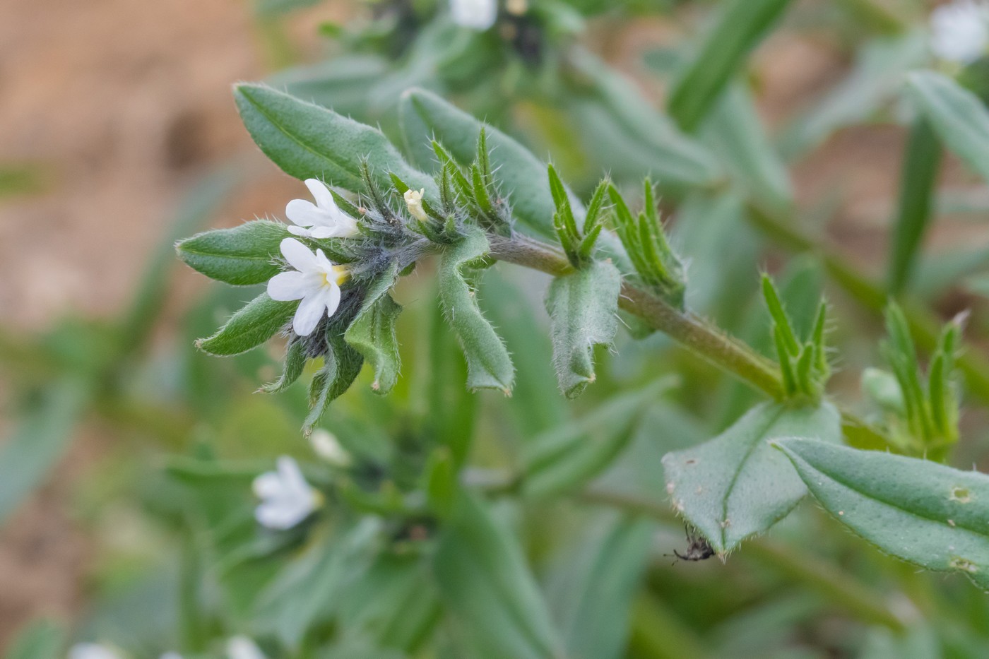 Image of Buglossoides arvensis specimen.