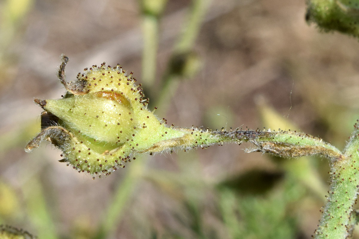 Image of Biebersteinia multifida specimen.