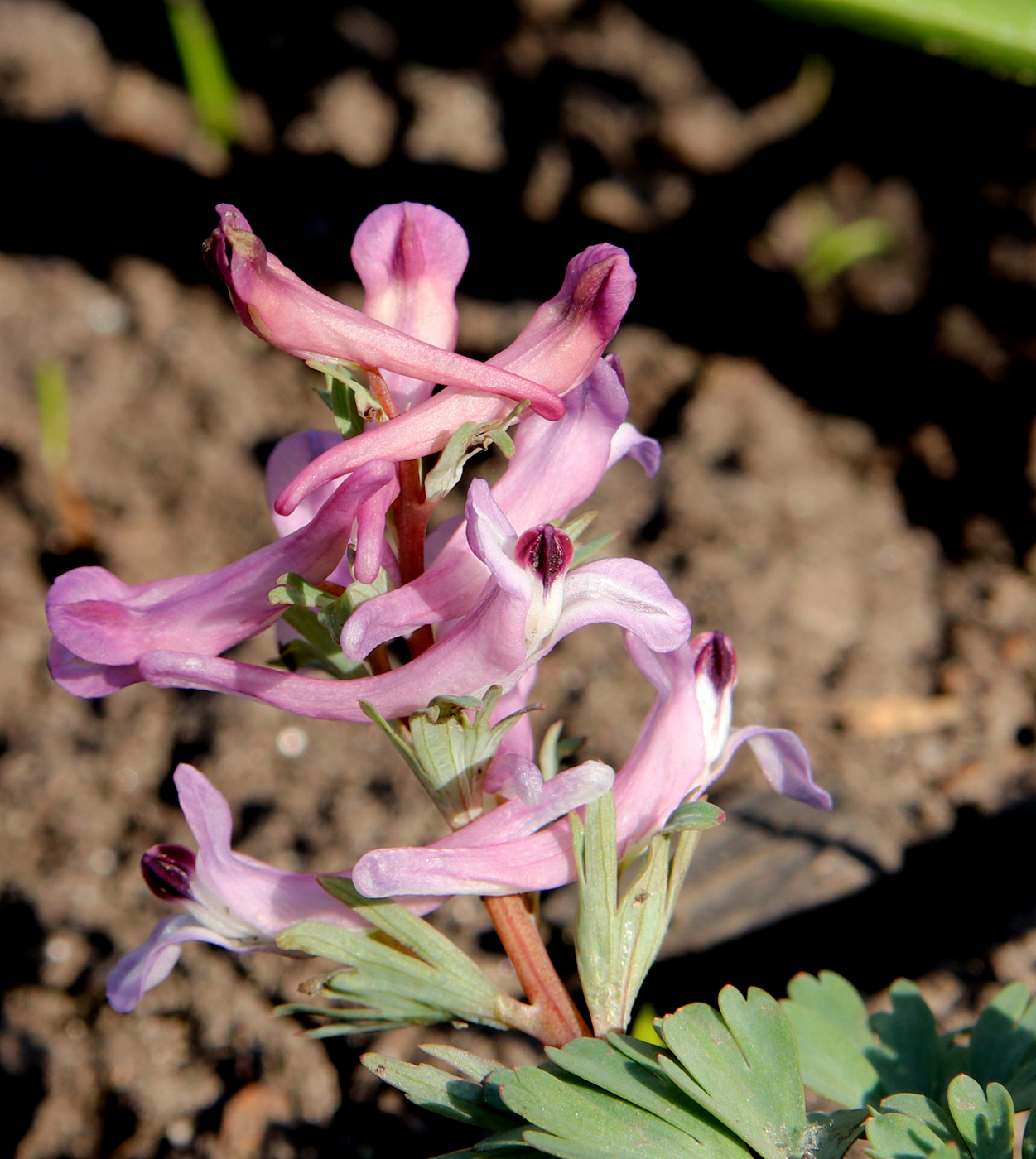 Изображение особи род Corydalis.