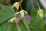 Acer platanoides. Развивающиеся плоды, окружённые увядшими лепестками. Калужская обл., Боровский р-н, левый берег р. Протва в 500-600 м ниже дер. Дедюевка, заливной луг. 29 мая 2022 г.