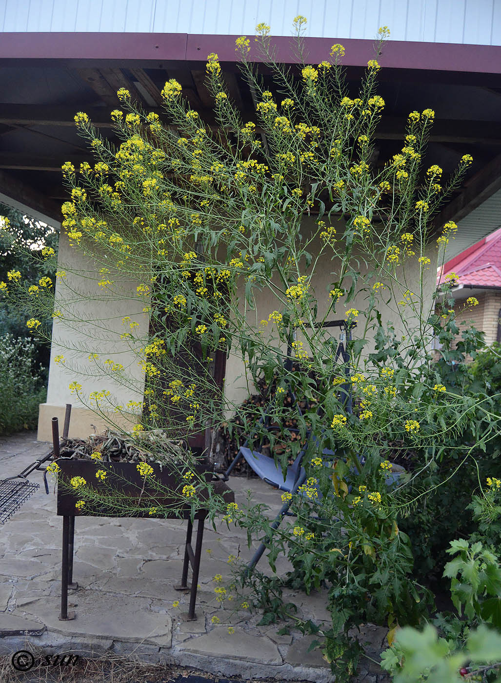 Image of Sisymbrium loeselii specimen.