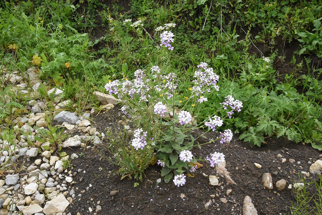 Изображение особи Hesperis matronalis.