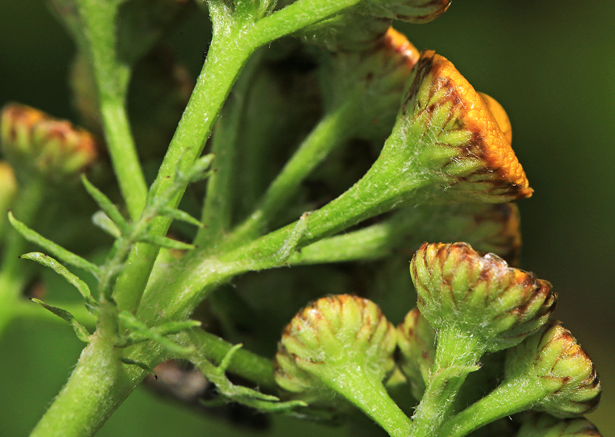 Image of Tanacetum boreale specimen.