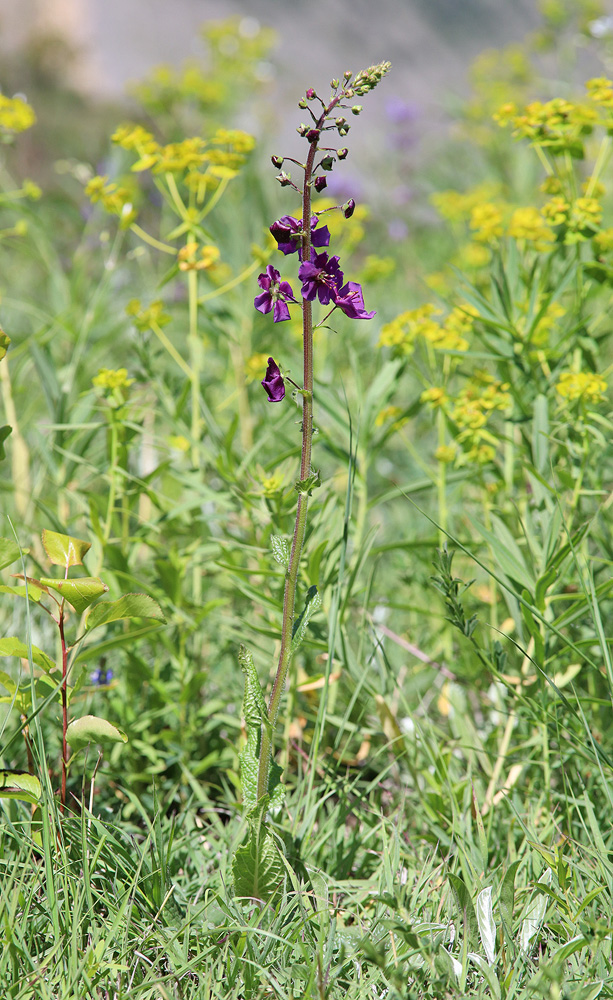 Image of Verbascum phoeniceum specimen.