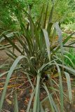 Phormium tenax