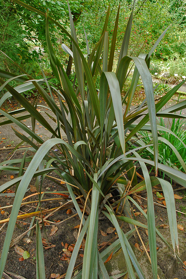Image of Phormium tenax specimen.
