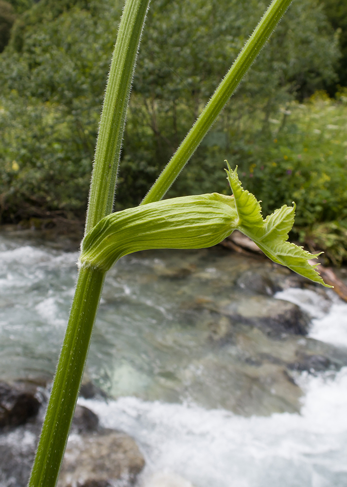 Image of Heracleum ponticum specimen.