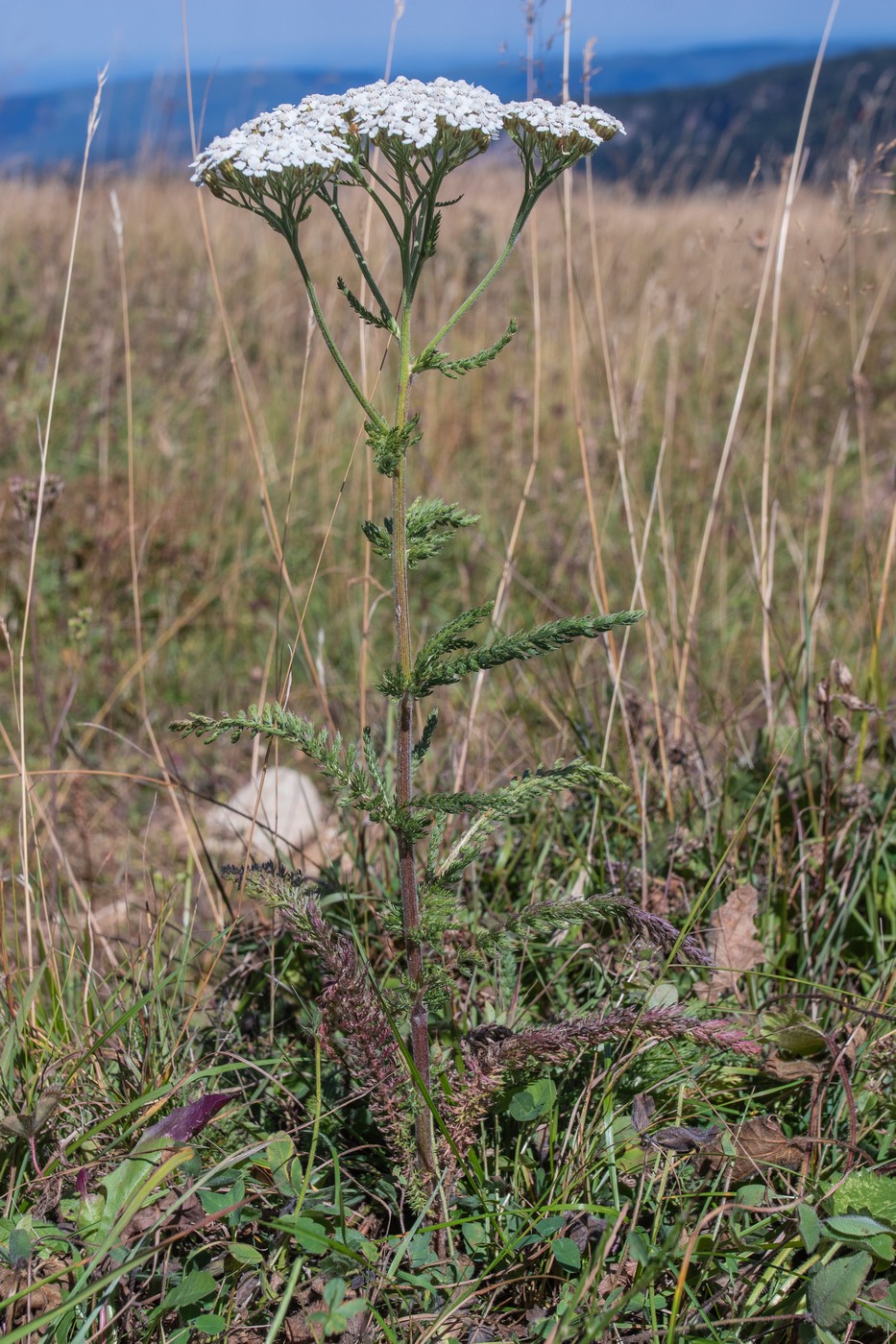 Image of Achillea millefolium specimen.