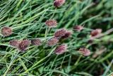 Calamagrostis anthoxanthoides