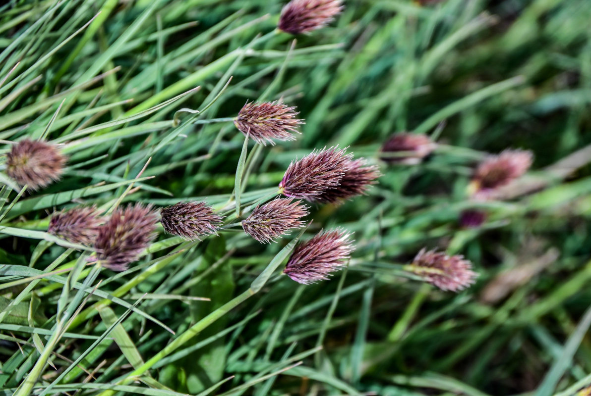 Image of Calamagrostis anthoxanthoides specimen.
