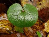 Asarum europaeum