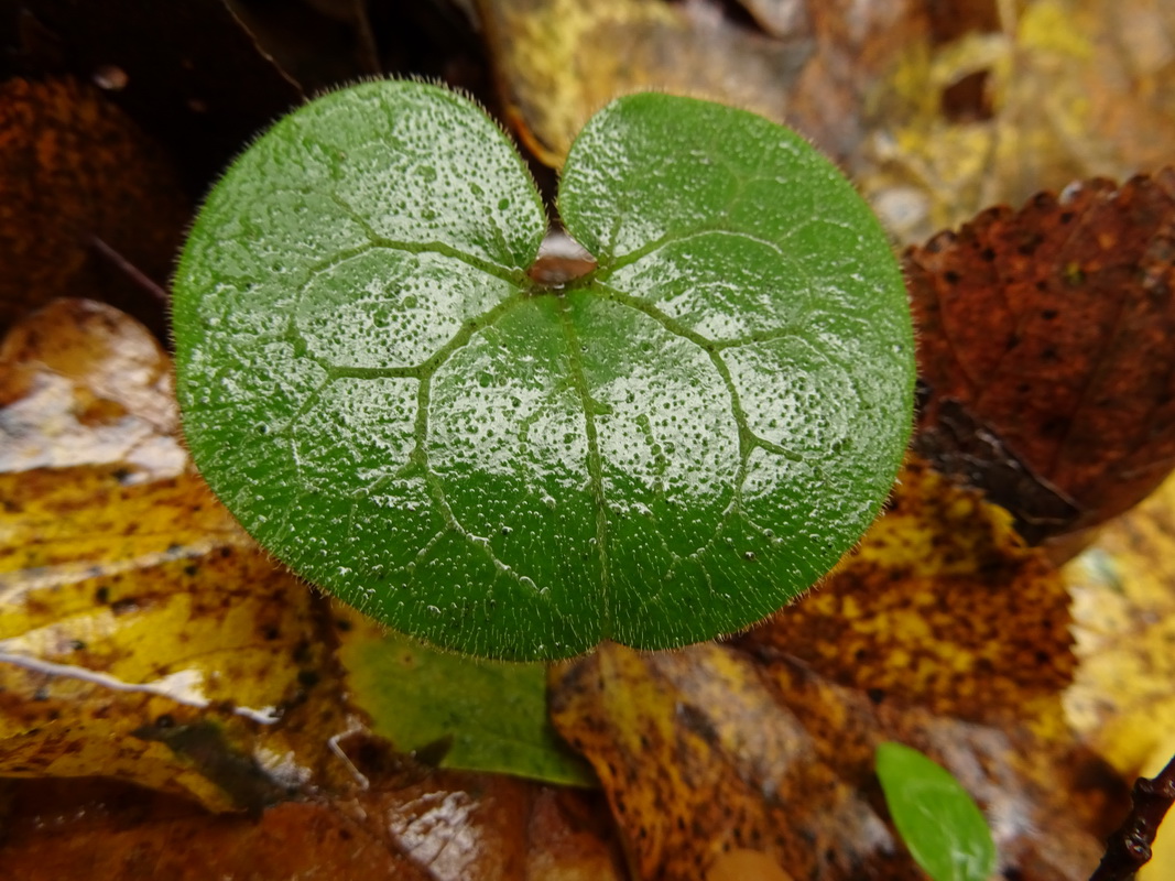 Image of Asarum europaeum specimen.