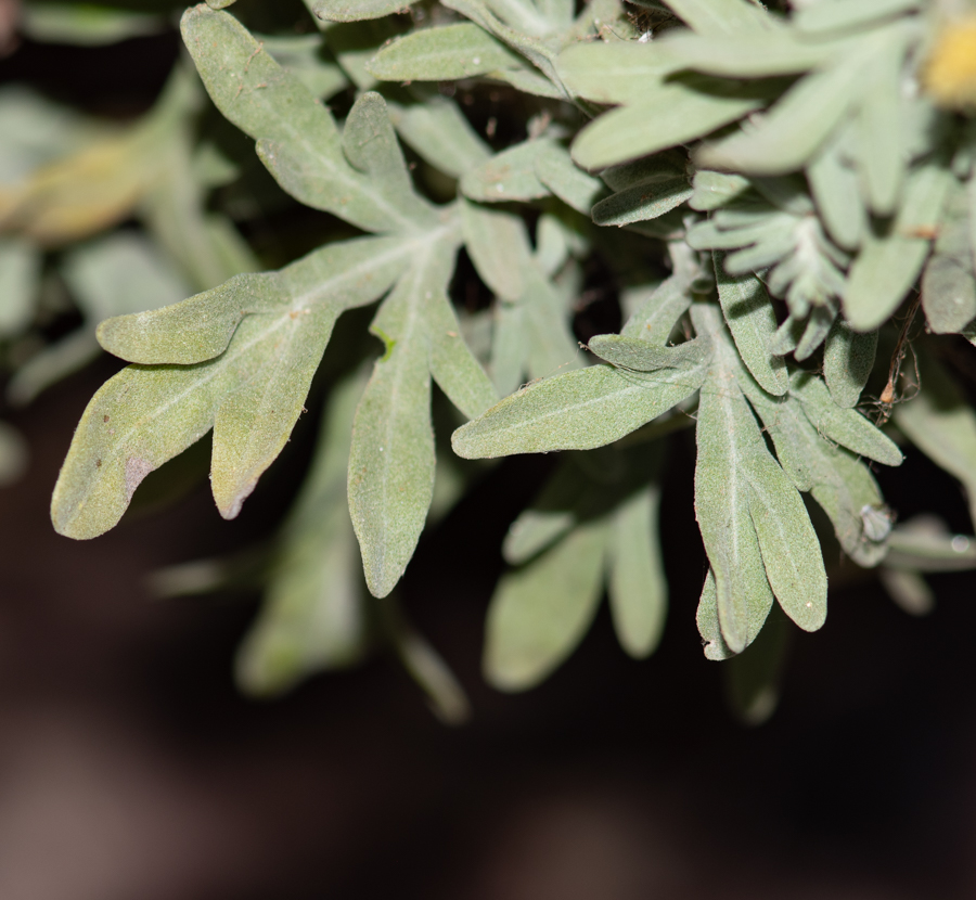 Image of genus Artemisia specimen.