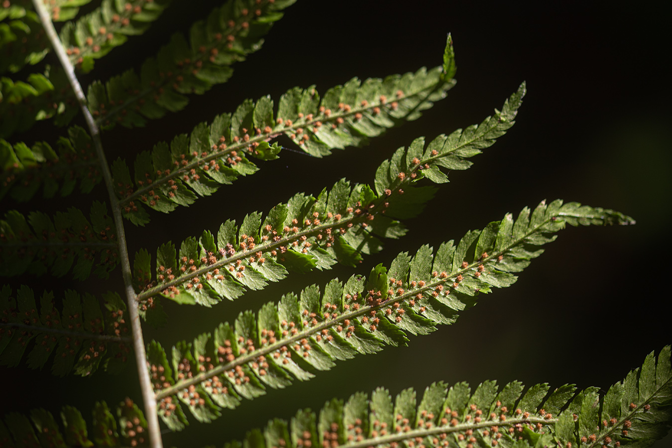 Image of Dryopteris filix-mas specimen.