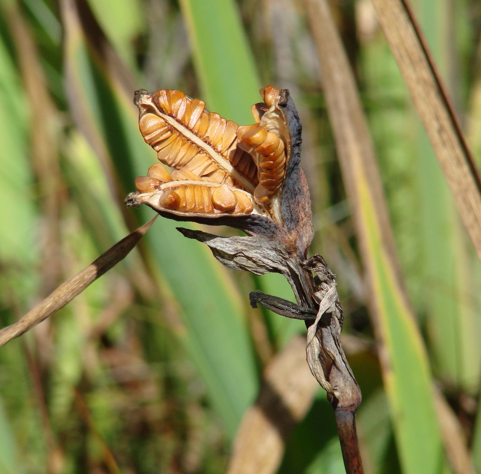 Image of Iris laevigata specimen.