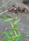 Lactuca sibirica. Верхушка расцветающего растения. Камчатский край, Елизовский р-н, берег Авачинского залива, Халактырский пляж, песок. 29.08.2022.