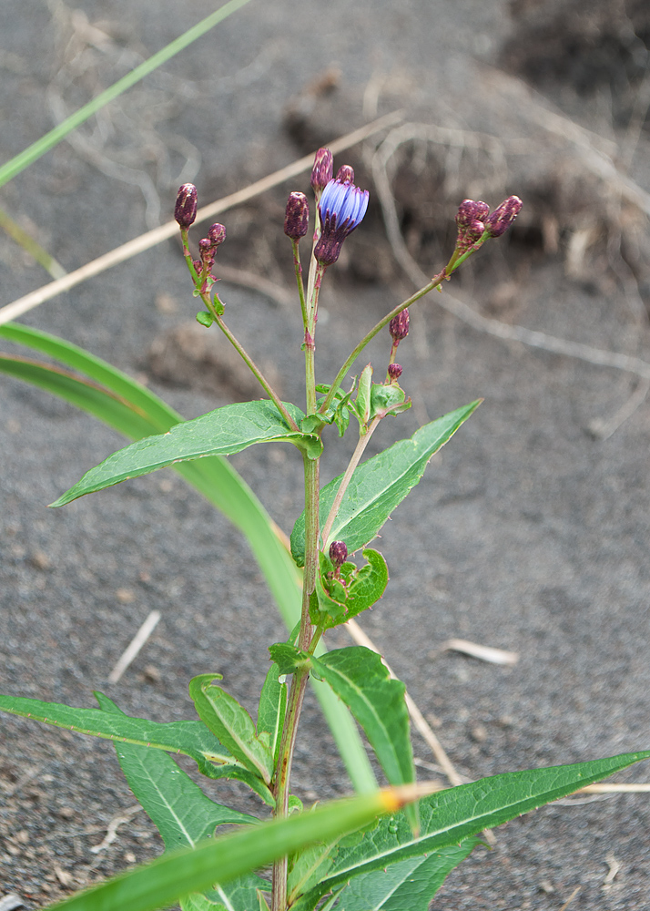 Image of Lactuca sibirica specimen.