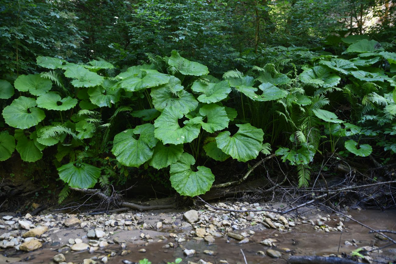 Изображение особи Petasites albus.