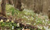 Fritillaria caucasica