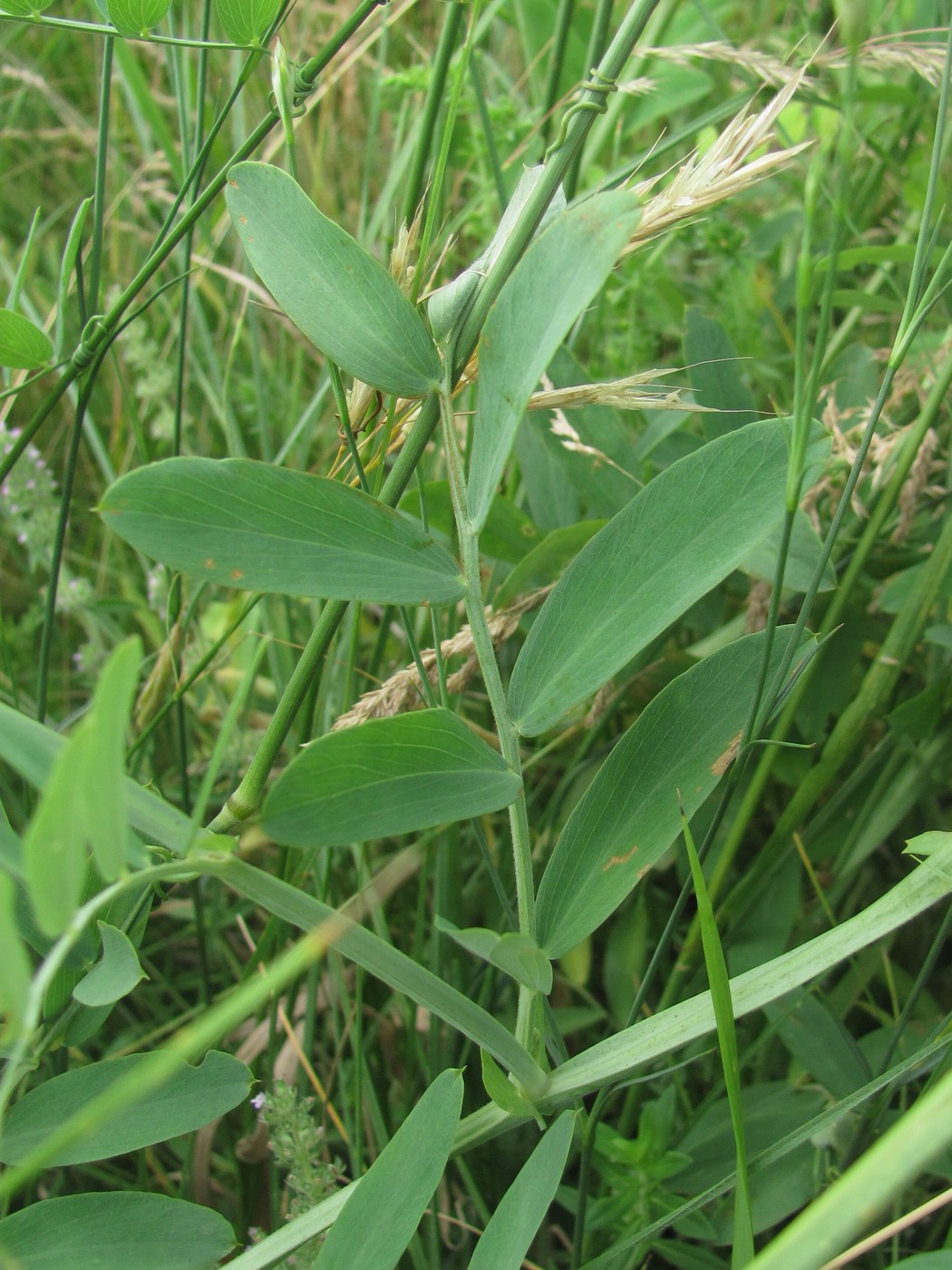 Image of Lathyrus incurvus specimen.