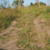 Eragrostis pilosa