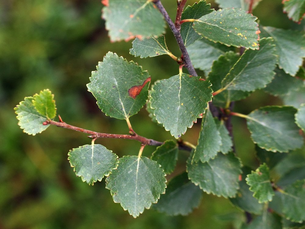 Image of Betula × alpestris specimen.