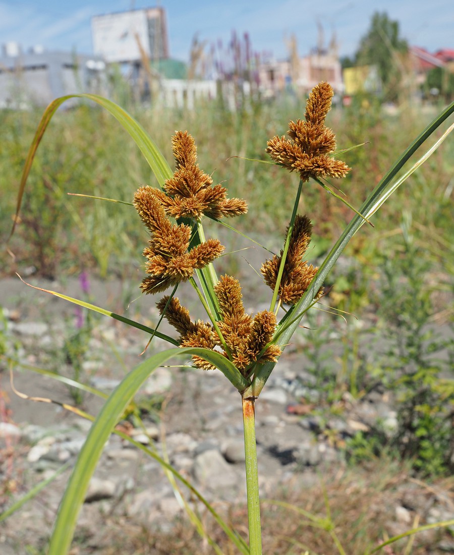 Изображение особи Cyperus glomeratus.