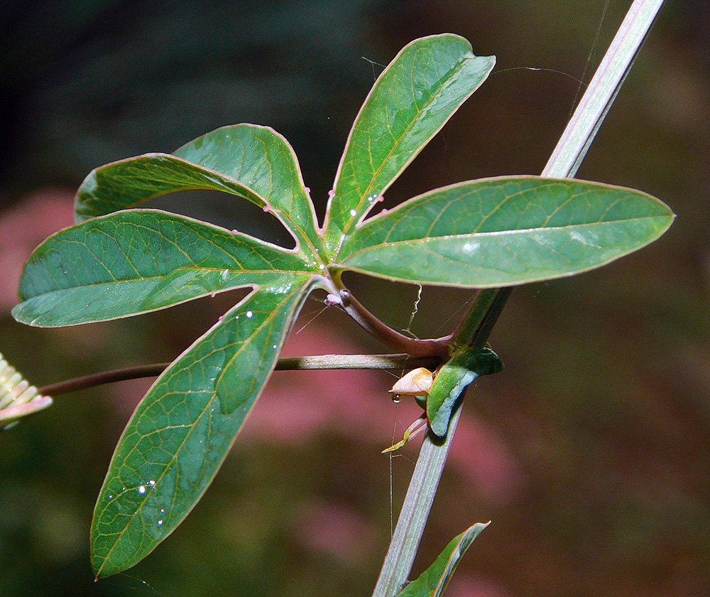 Image of Passiflora caerulea specimen.