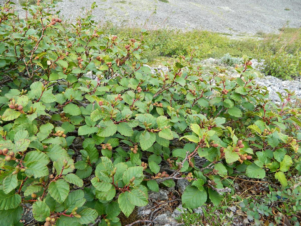 Image of Duschekia fruticosa specimen.