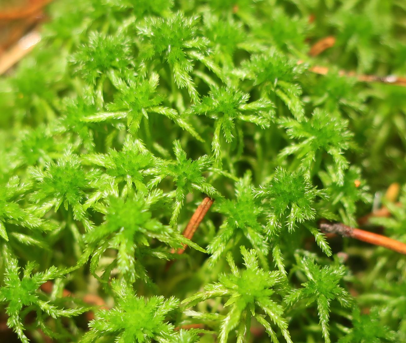 Image of genus Sphagnum specimen.